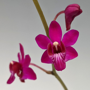 Doritis pulcherrima