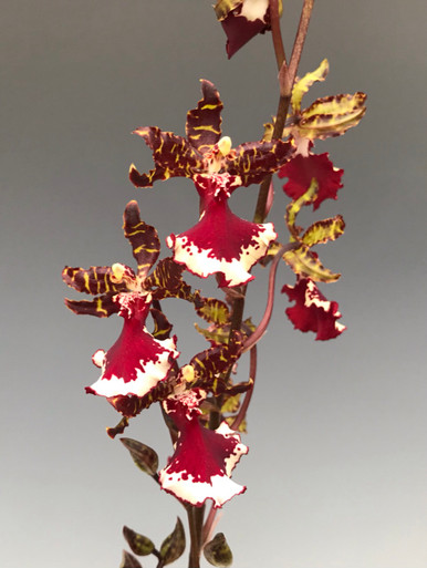 Odontocidium Everglades Elegance ‘Nancy  Lee’ HCC/AOS