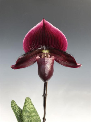 Paph. Vinicolor Type - Maudiae Hybrid