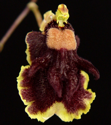 Tolumnia aka Hispaniella henekenii