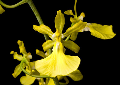 Trichocentrum splendidum var. flava
