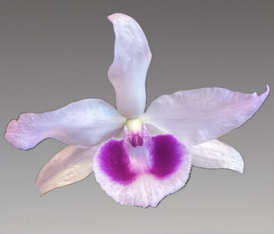 Dendrobium anosmum 