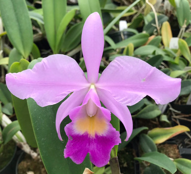 Cattleya Russell DeMoss 