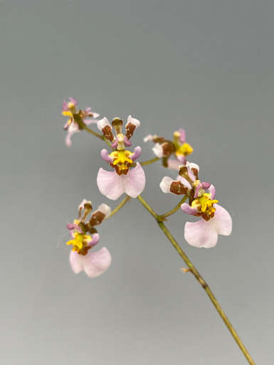 Tolumnia hawkesiana