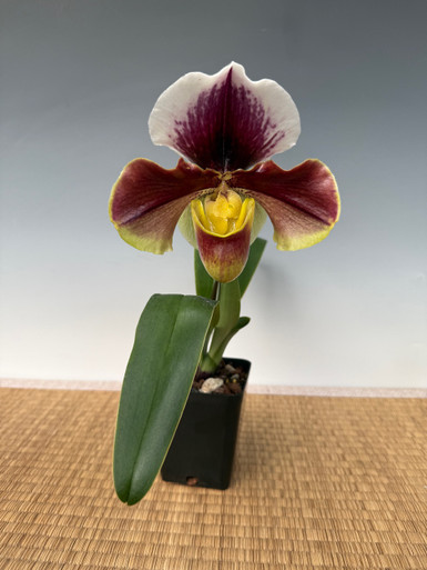Paph. Frank And Nigel x Enzan Tracey - Complex Bulldog
