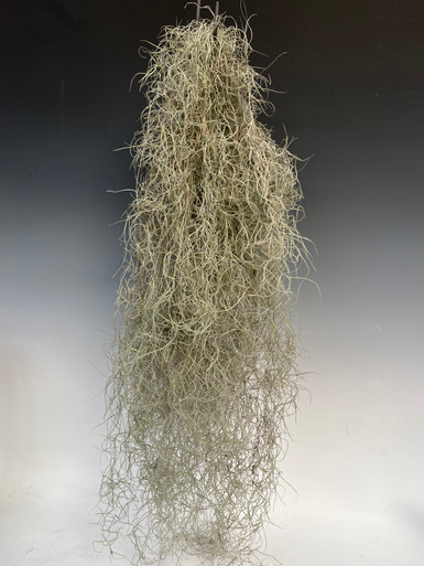 Tillandsia usneoides (Spanish moss)