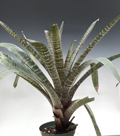 Vrisea heiroglyphica var. fostering