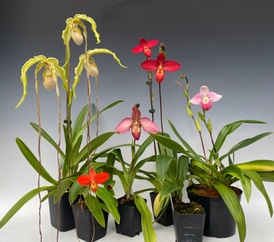 Phragmipedium Flowers and Culture Webinar