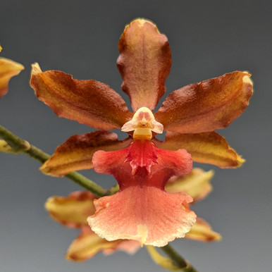 Oncidium Copper Scarab 'Bronze Brethren'