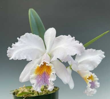 Cattleya Suzanne Hye coerulea (4N)