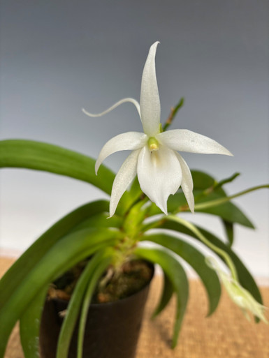 Angraecum leonis