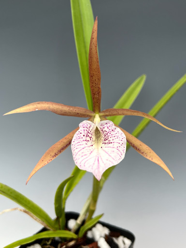 Brassocattleya Bessho