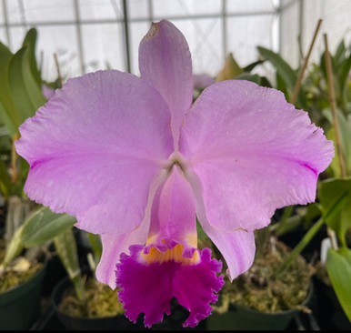 Cattleya trianae ‘My Best’