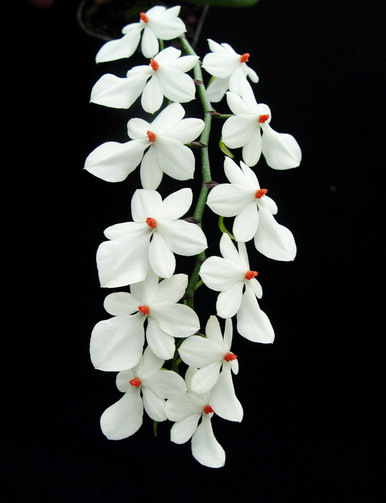 Aerangis luteoalba var. rhodosticta