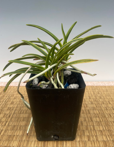 Neofinetia falcata 'Chouseiden’ 調整殿 - Individual Listing