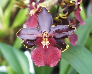 Oncostele Wildcat ‘Bobcat’ AM/AOS