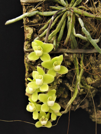 Chiloschista viridiflava