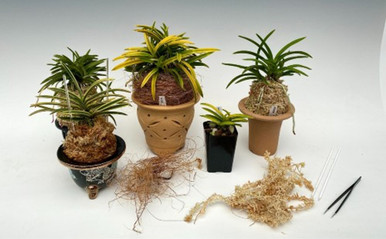 Neofinetia falcata - Repotting, Foliage Training & Display Techniques