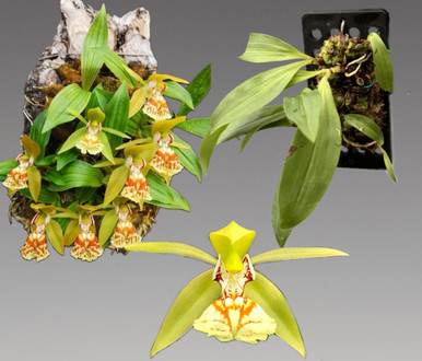 Coelogyne schilleriana