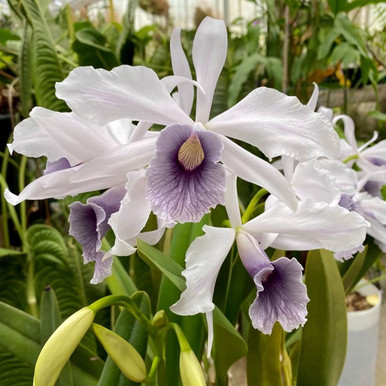 Laelia purpurata werkhauseri  var. striata