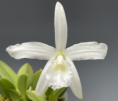 Laelia sincorana alba ‘White Star’ x self