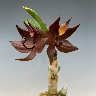 Cycnoches cooperi