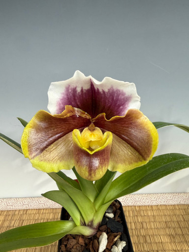 Paph. Enzan Red William - Complex Bulldog