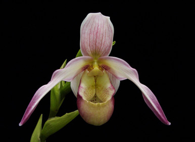 Phrag. Calurum