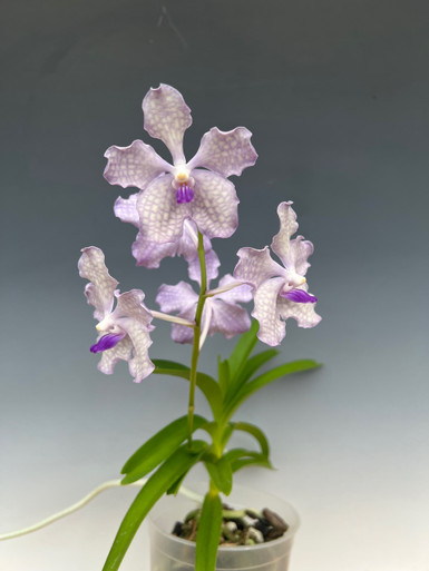Vanda Violeta