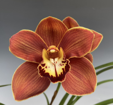 Cymbidium Comanche Sunset 4N