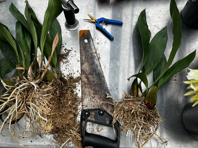 How to Divide Orchids - Webinar 