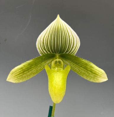 Paph. Janet Kunkle albo-verde