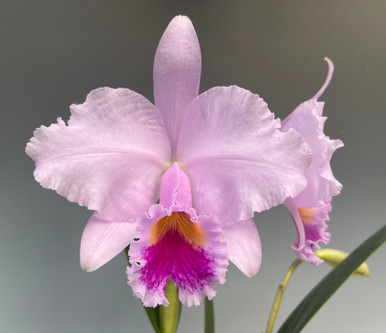 Cattleya Louis Chaton 4N - (Syn. C. Adela)