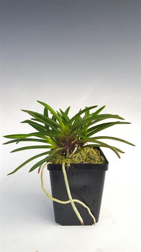 Neofinetia falcata 'Kouyou' 紅陽 (Hybrid)