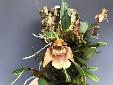 Epigeneium chapaense (syn. Dendrobium brunneum)