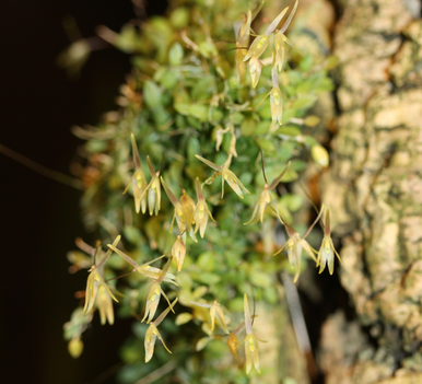 Barbosella cogniauxiana 