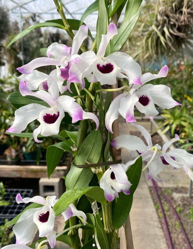 Dendrobium Shokei