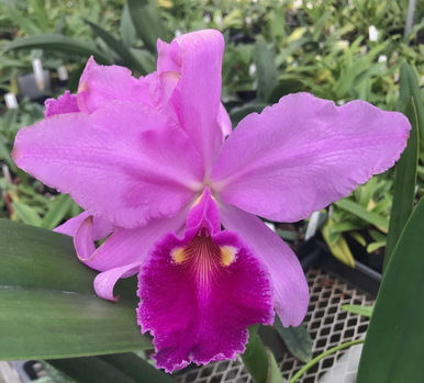 Cattleya warscewiczii var. sanderiana - Individual Specimen Listing